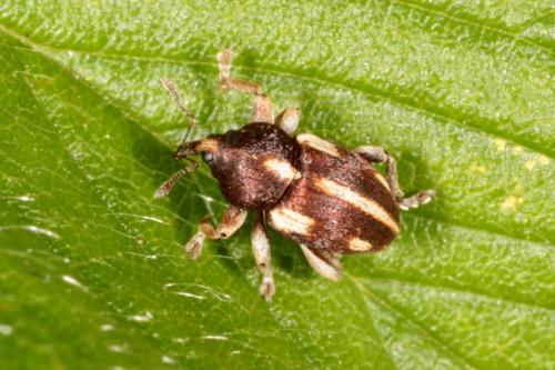 Tychius quinquepunctatus
